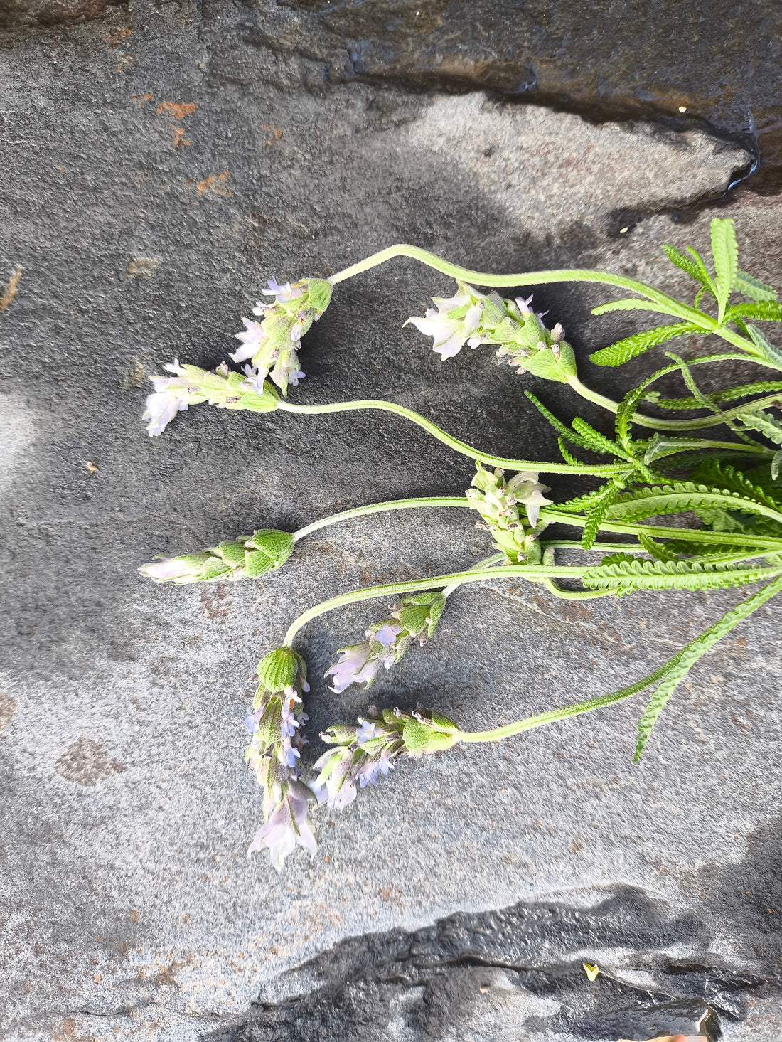 Lavender Through the Ages