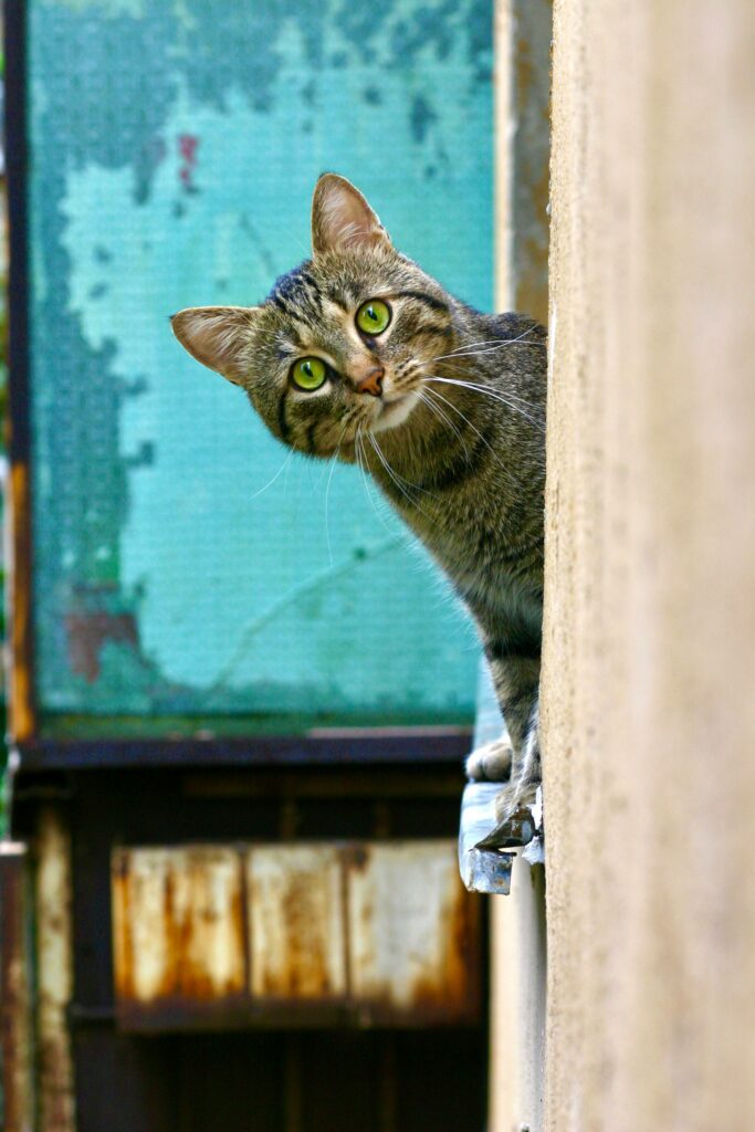 Gato atigrado de ojos verdes asomándose curioso desde una pared, con fondo azul verdoso desgastado