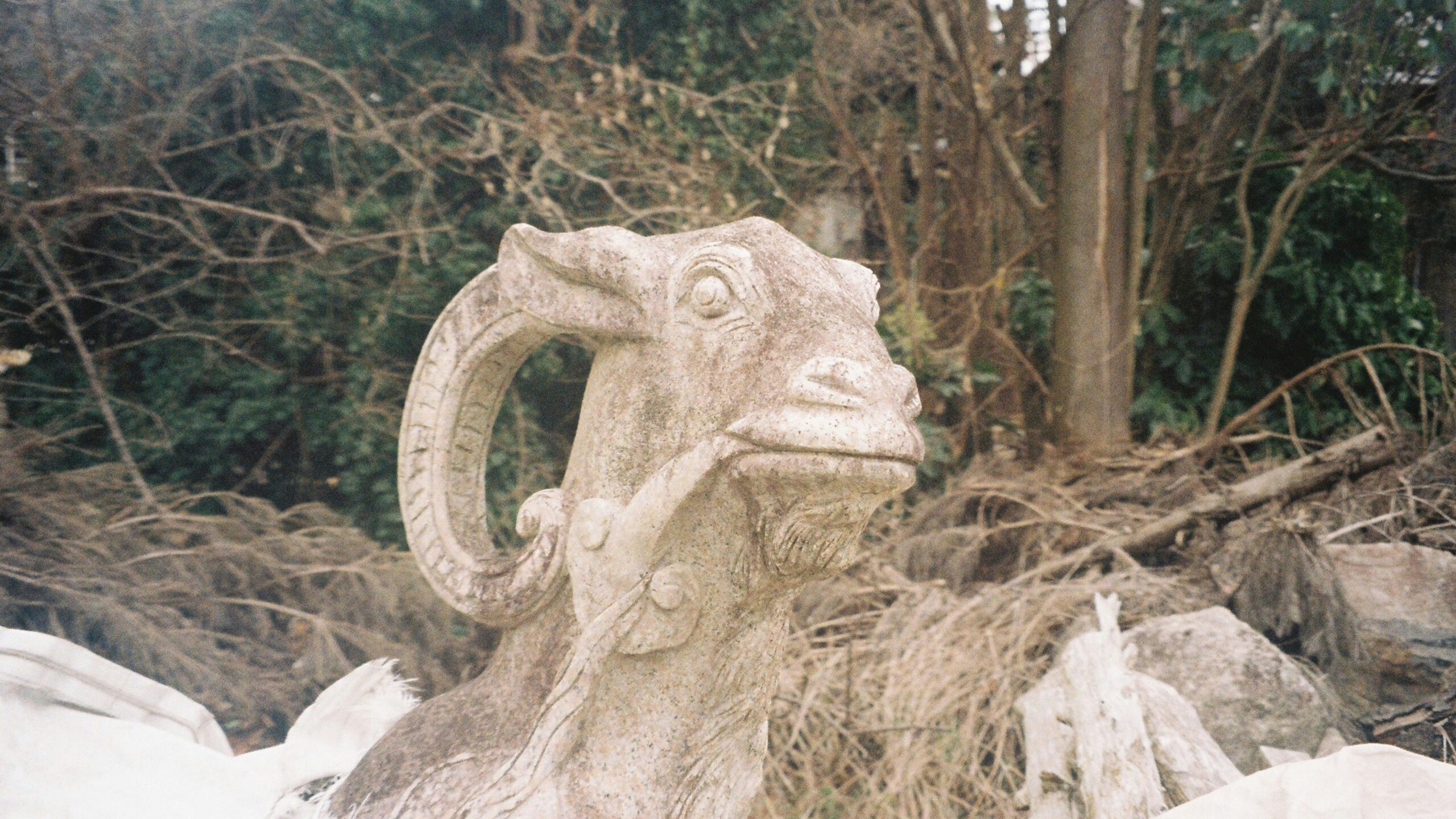 Escultura de piedra con cabeza de carnero (Aries) en un entorno natural de bosque.
