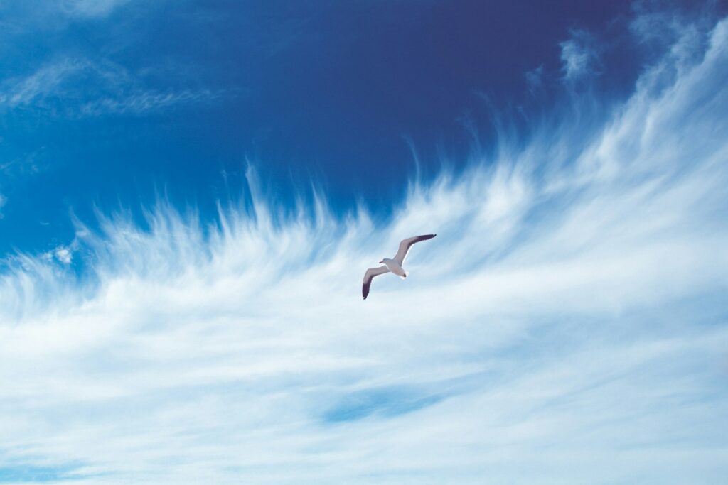 Gaviota volando sobre un cielo azul con nubes finas y alargadas.